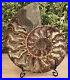Large-1LB-Madagascan-Natural-Crystal-Formed-Fossil-416-Million-Year-Old-Ammonite-01-rqv