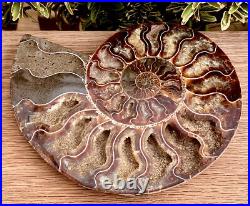 Large 1LB Madagascan Natural Crystal Formed Fossil 416 Million Year Old Ammonite