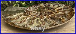 Large 1LB Madagascan Natural Crystal Formed Fossil 416 Million Year Old Ammonite