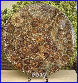 Massive 10 Natural Crystal Formed Ammonite Fossil 416 Million Years Old 250mm