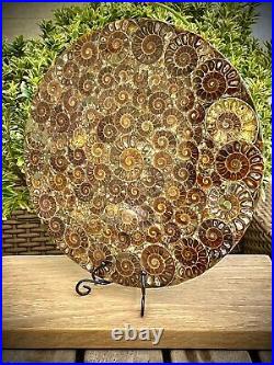 Massive 10 Natural Crystal Formed Ammonite Fossil 416 Million Years Old 250mm